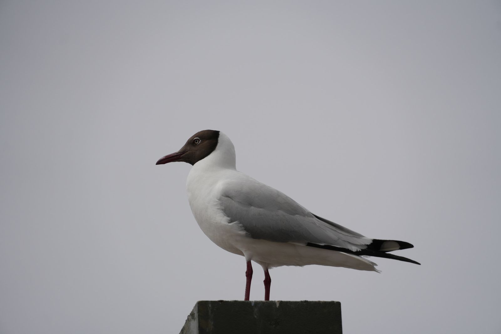 A gull perched on a square post, Tibetan plateau