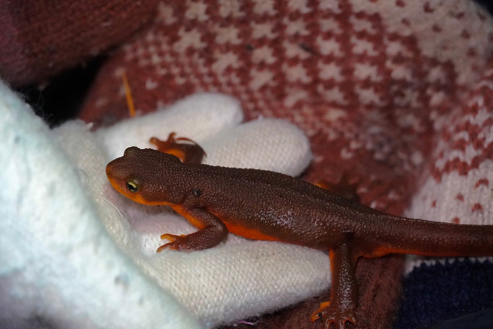 A salamander resting on a white glove, Portland