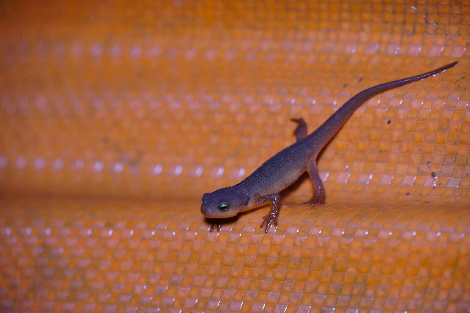A salamander resting on orange woven fabric, Portland