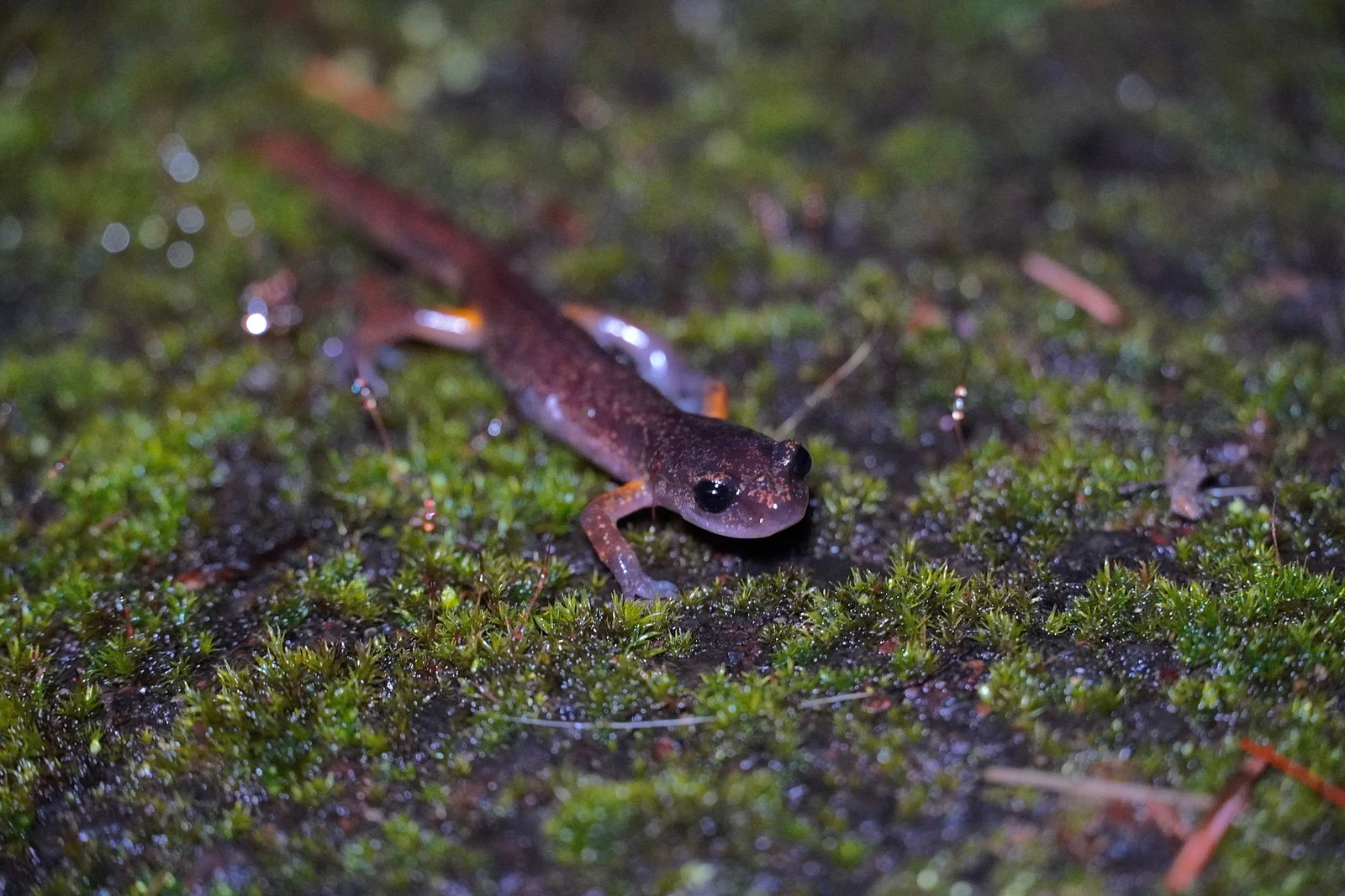 A salamander resting on green moss, Portland