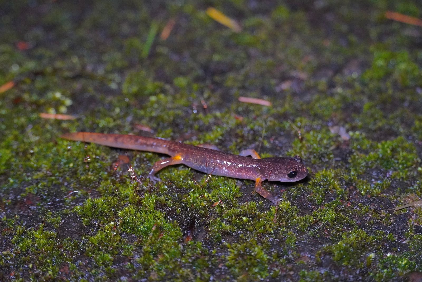 A salamander on green moss among fallen needles, Portland