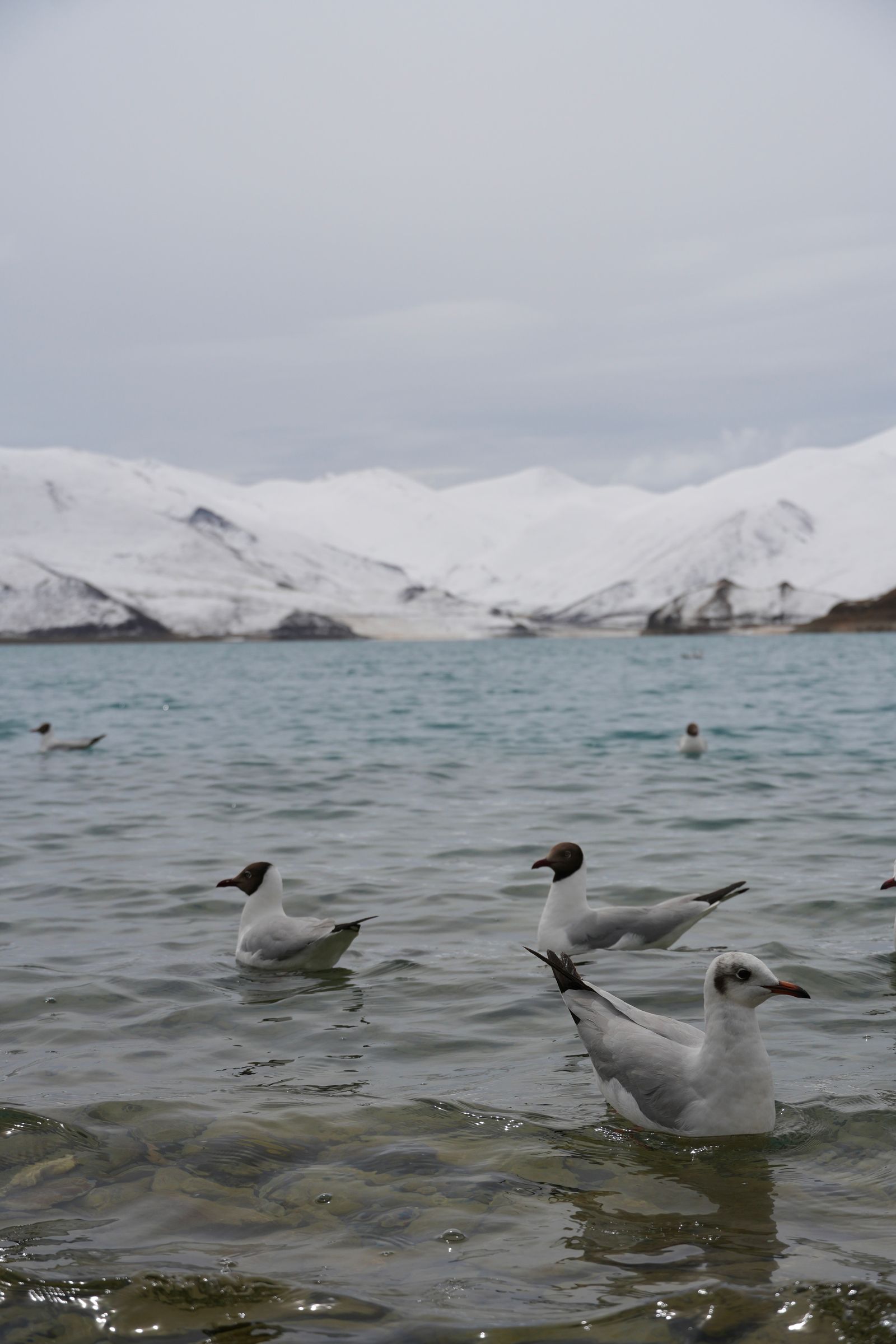 Gulls floating on a lake below snow-covered mountains, Tibetan plateau