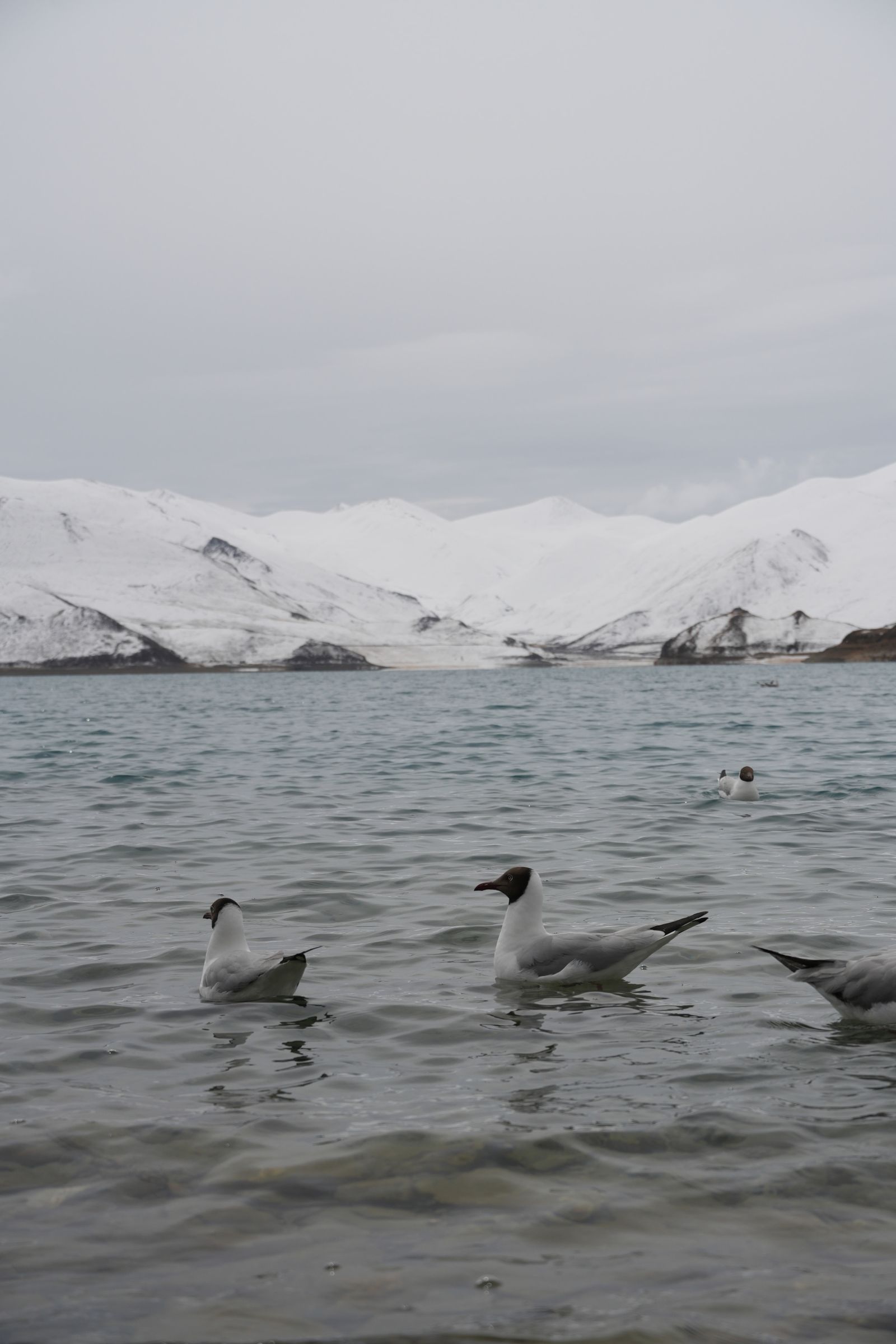 Four birds floating on a lake below snow-covered mountains, Tibetan plateau