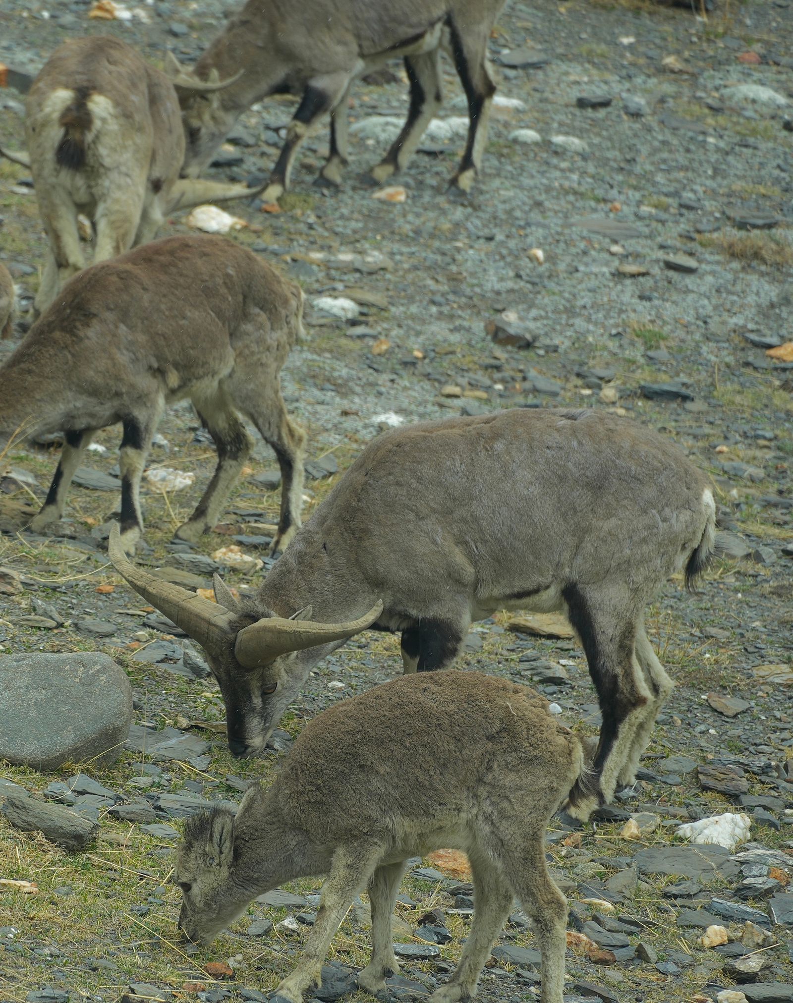 Eight bharals (Pseudois nayaur) grazing on a rocky slope with sparse grass, Tibetan plateau