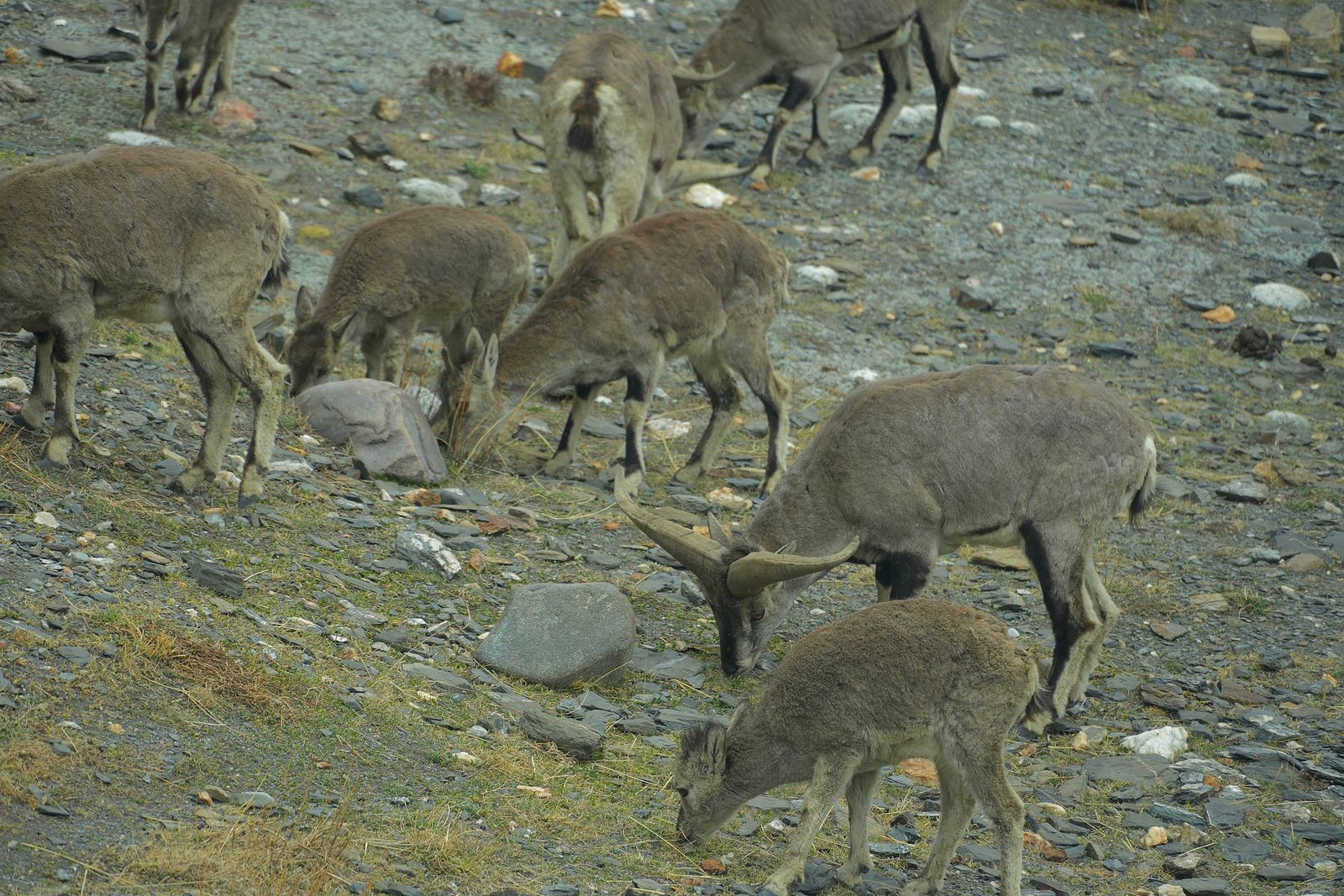 Eight bharals (Pseudois nayaur) grazing on a rocky slope with sparse grass, Tibetan plateau