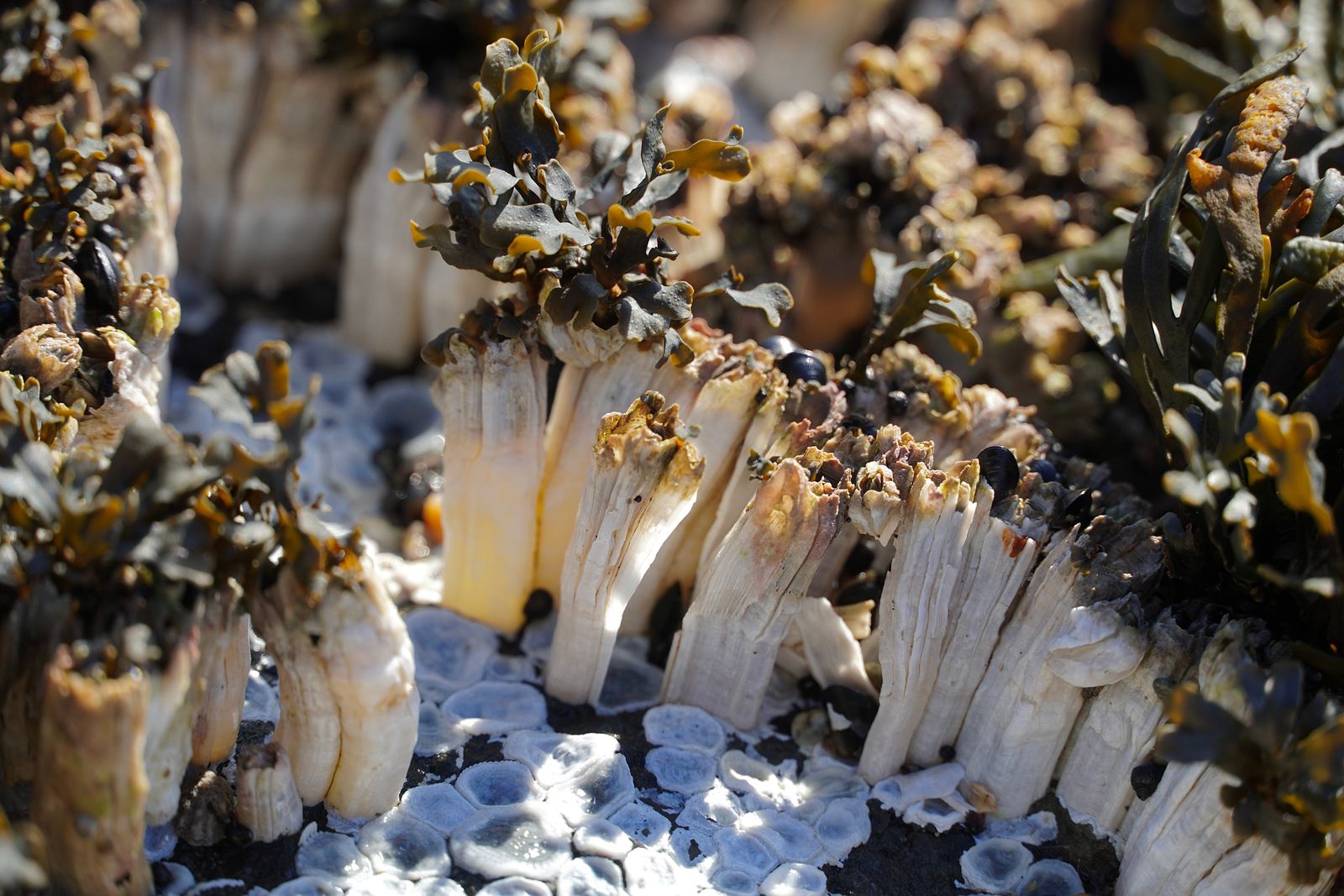 Pacific acorn barnacles (Balanus glandula) clustered on rock among seaweed and mussels, Gods Thumb