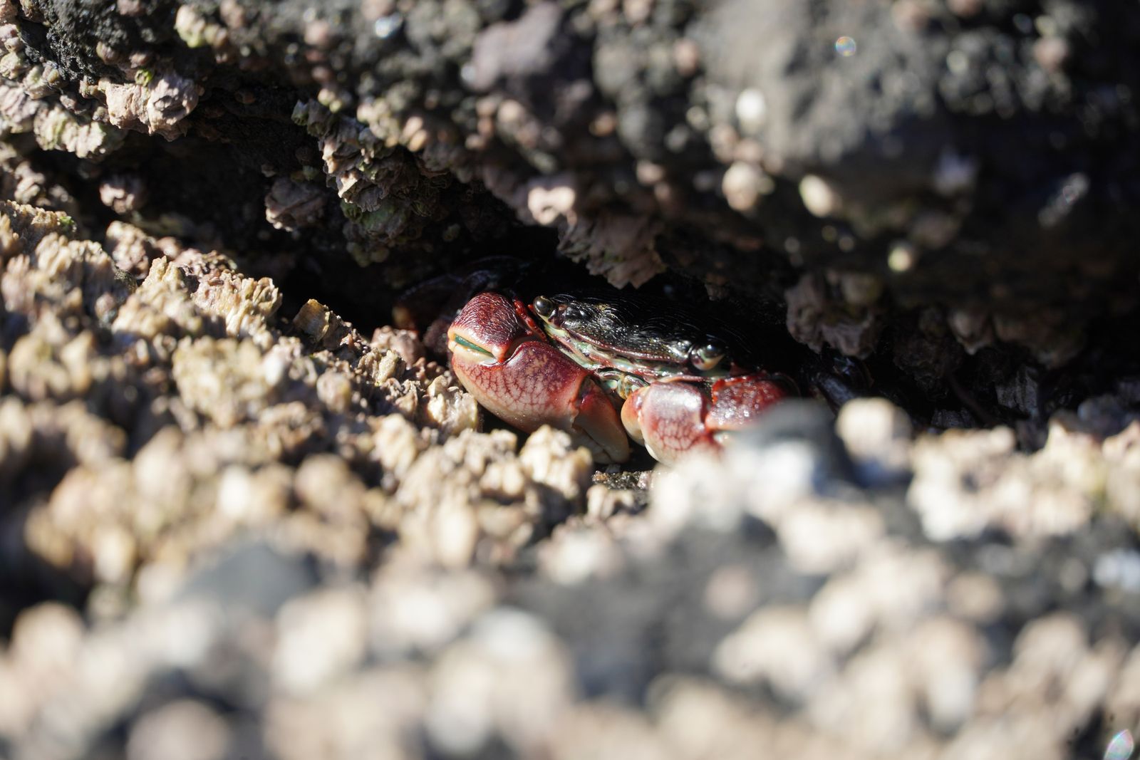 A crab in a barnacle-covered rock crevice, Gods Thumb
