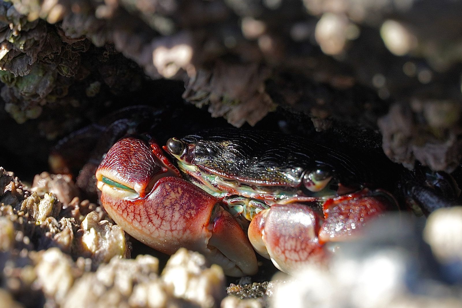 A crab in a barnacle-covered rock crevice, Gods Thumb
