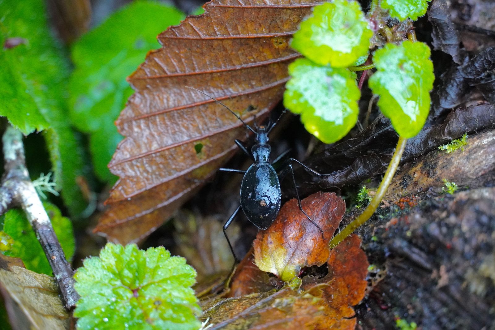 A black beetle on leaf litter among green leaves, Gods Thumb