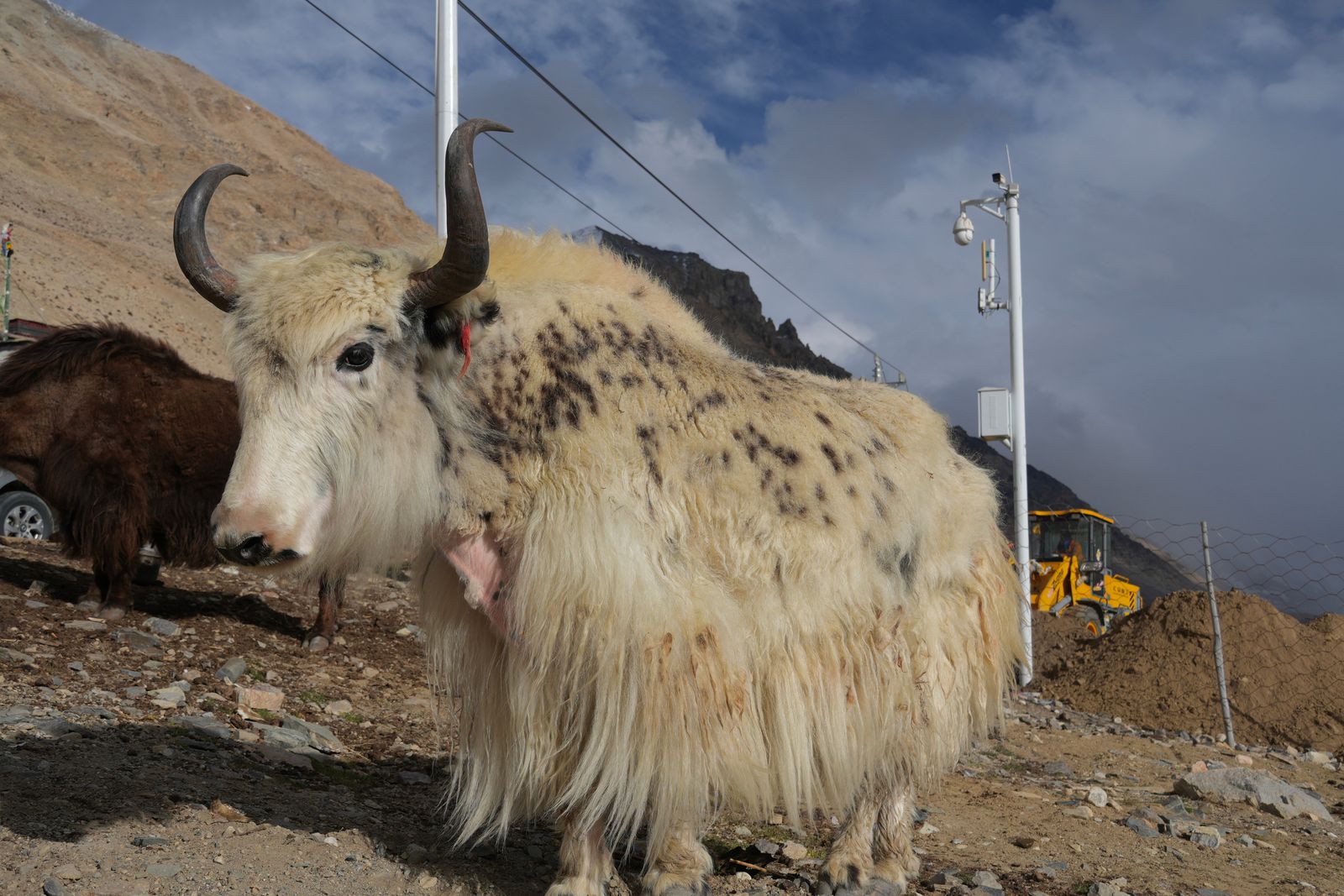 Two shaggy horned mammals beside construction equipment, Everest north face