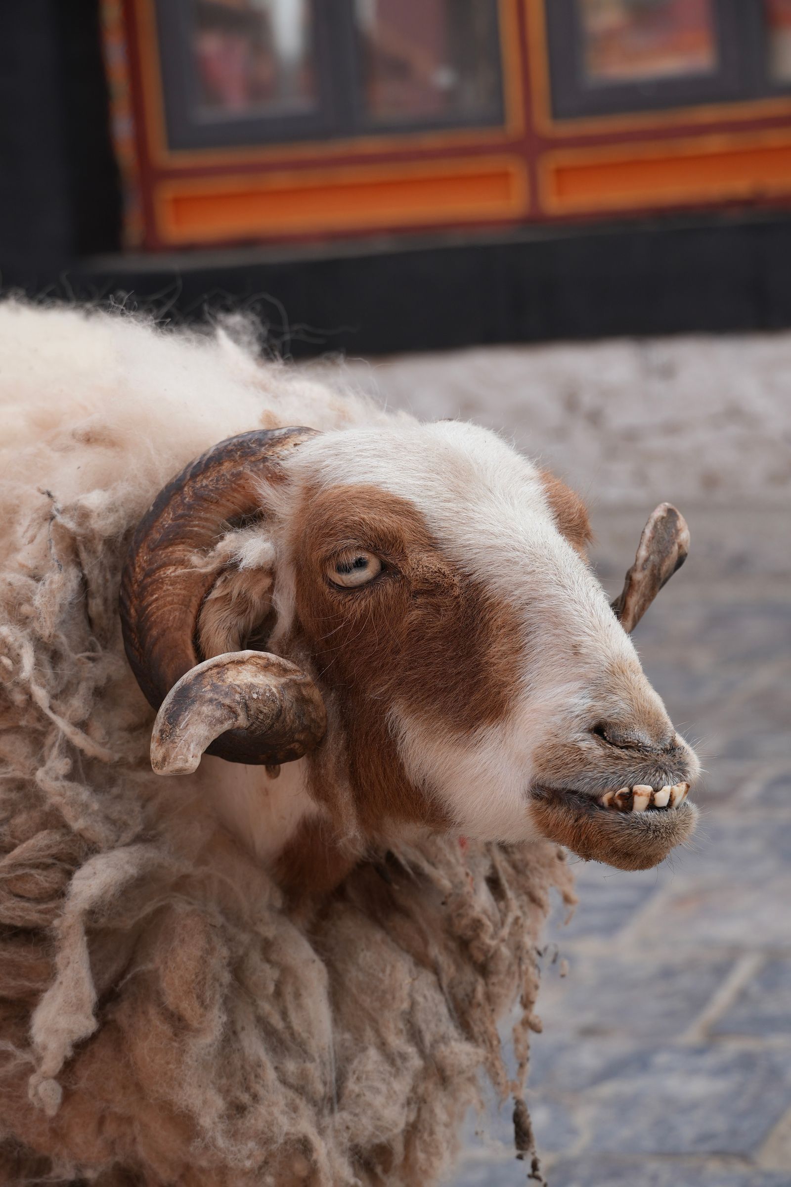 A woolly horned mammal beside a painted building, Everest north face