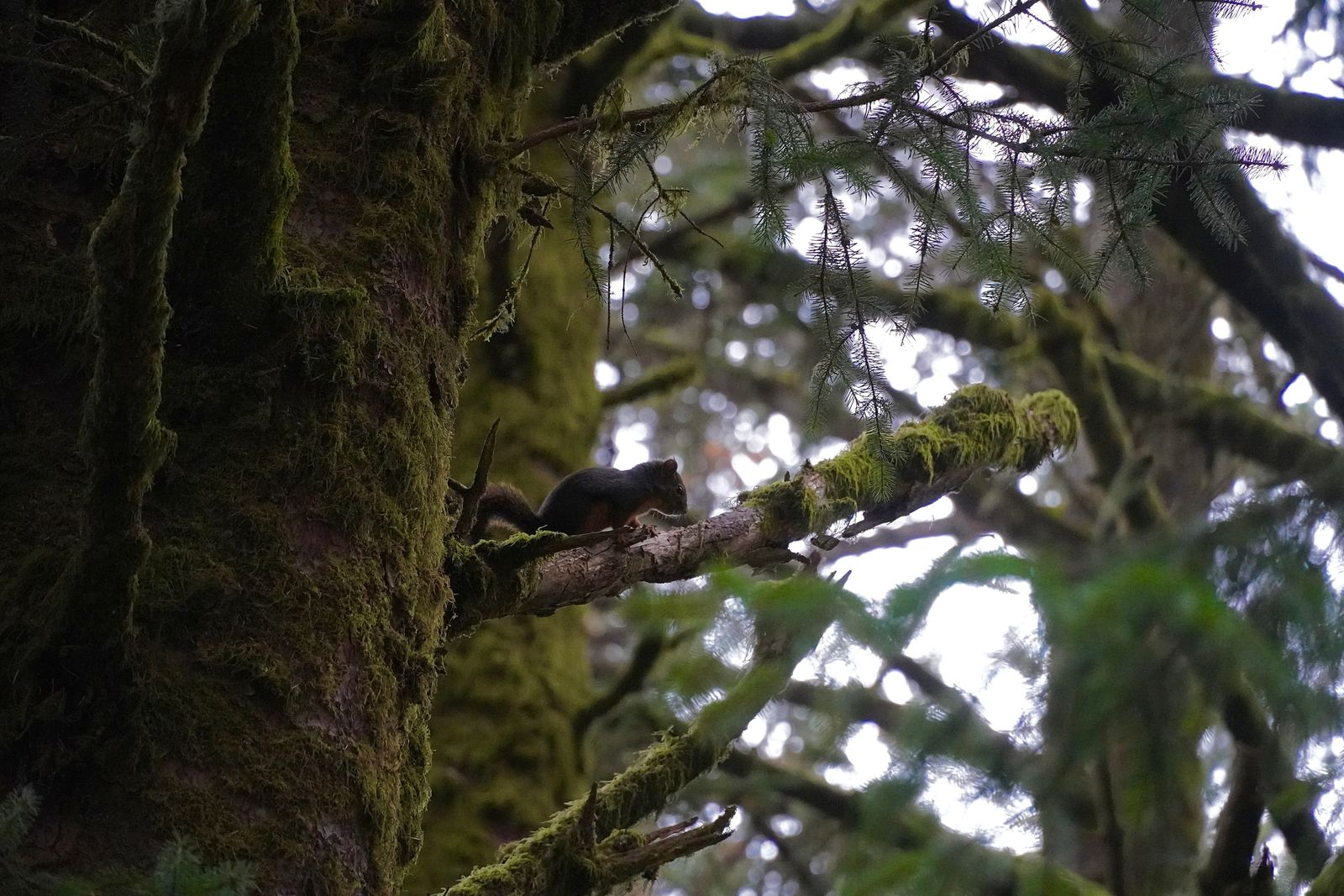 A squirrel on a mossy branch beside a tree trunk, Gods Thumb