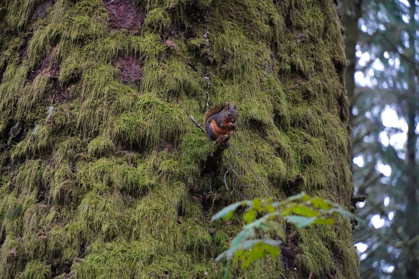 A squirrel on a broken branch beside a moss-covered trunk, Gods Thumb
