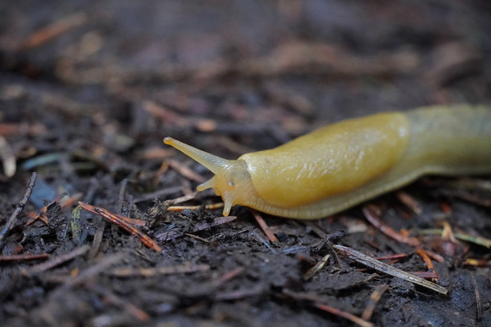 A yellow slug on dark soil among needles and twigs, Gods Thumb