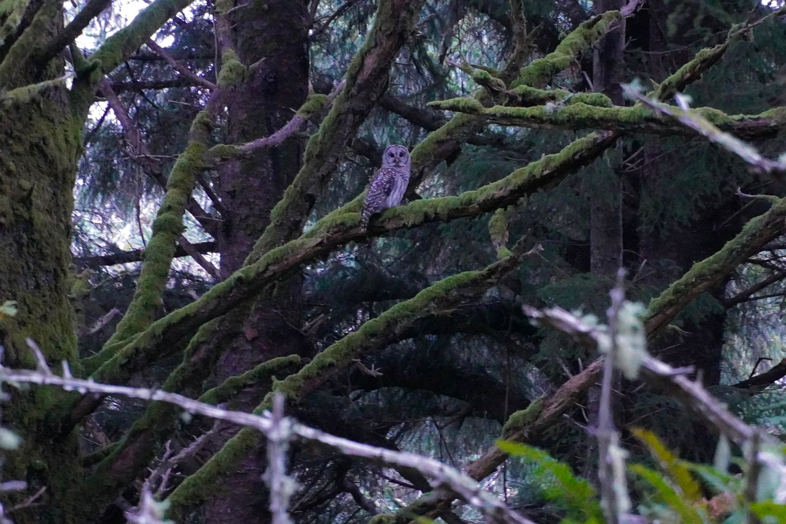 Barred owl (Strix varia) perched on a mossy branch, Gods Thumb