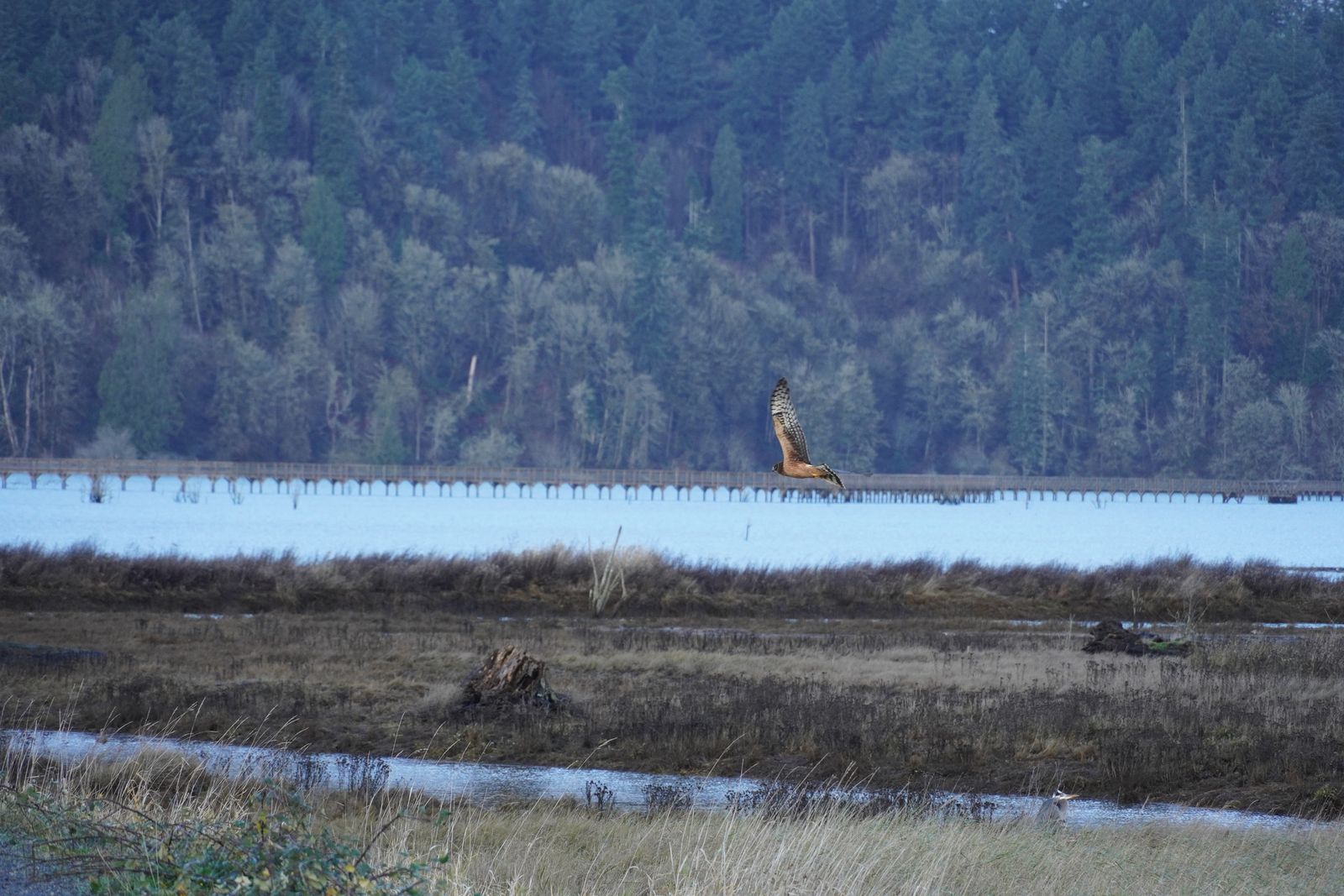 Northern harrier (Circus hudsonius) flying above a marsh, Nisqually and Point Defiance