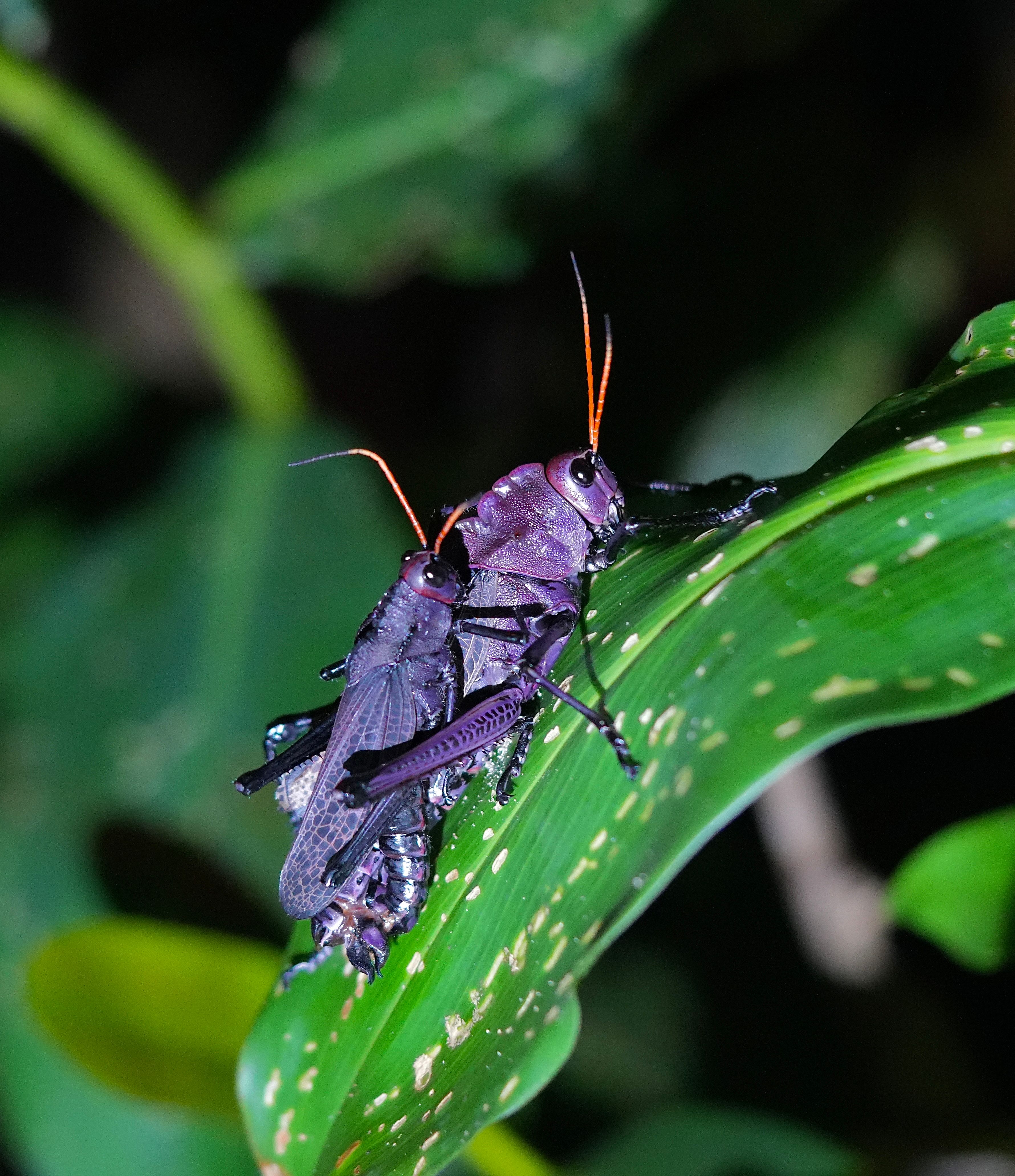 Costa Rica Tortuguero Night Walk August 2026
