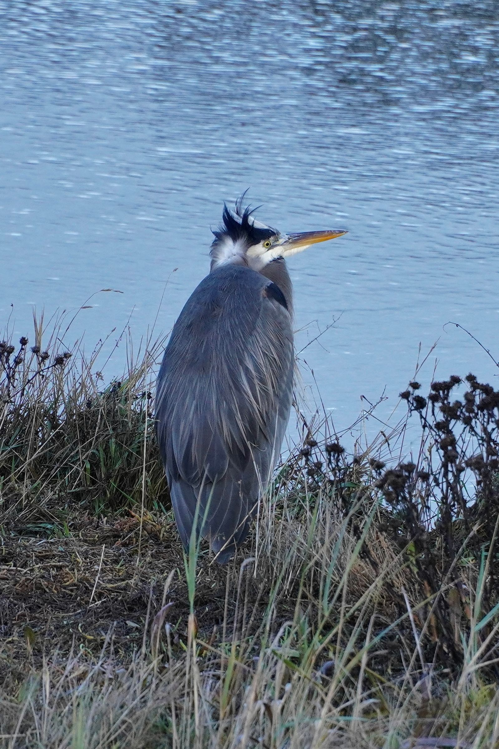 Great blue heron (Ardea herodias) standing among dry grasses beside water, Nisqually and Point Defiance