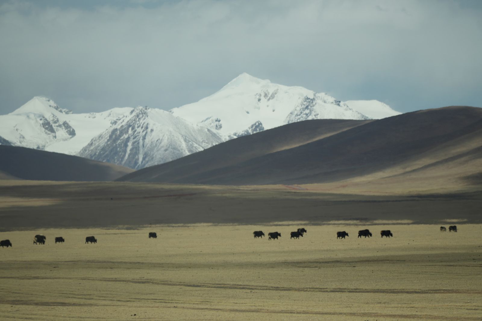 Snow-covered peaks above brown hills and scattered mammals, Tibetan plateau