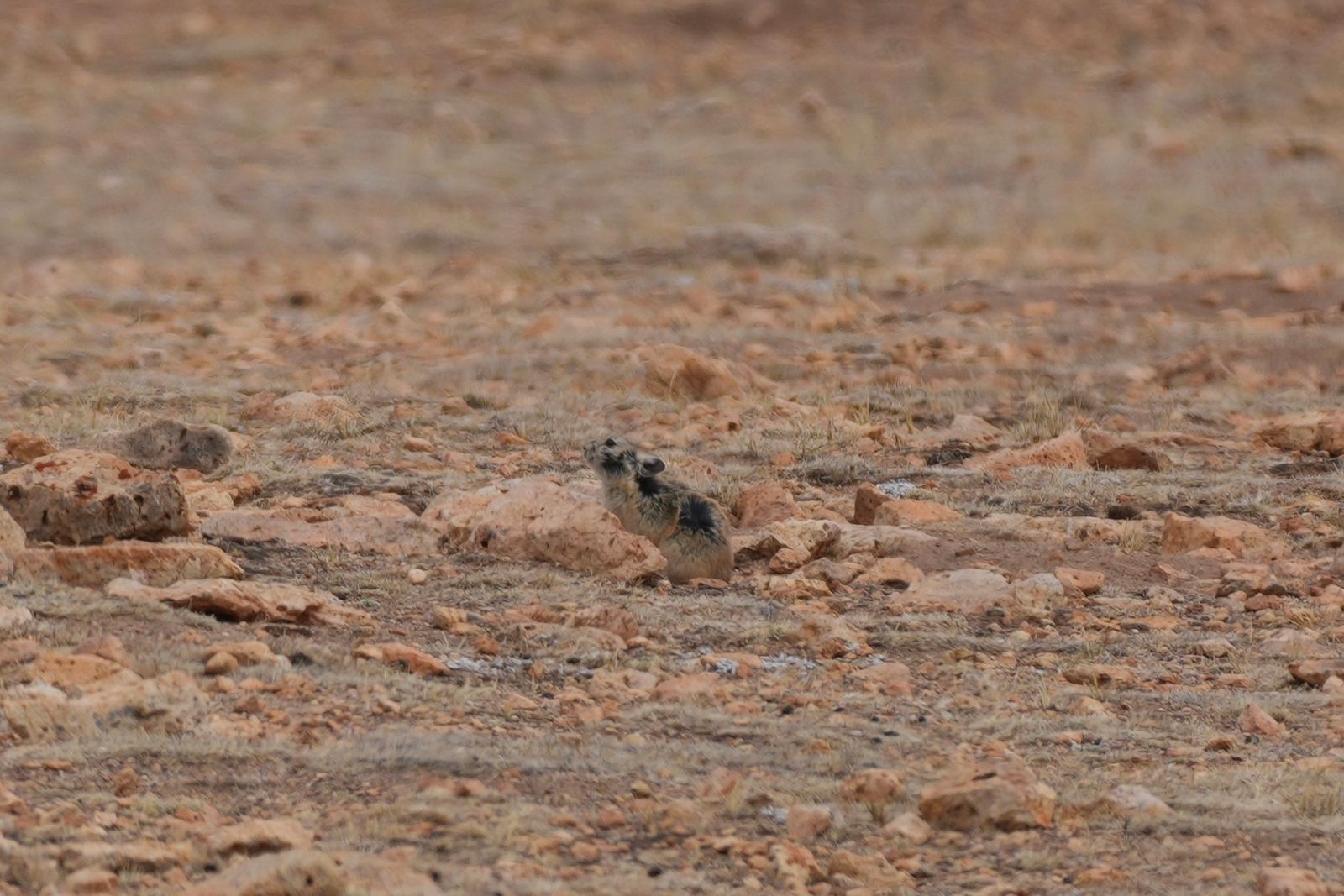 A small mammal among rocks and dry grass, Tibetan plateau