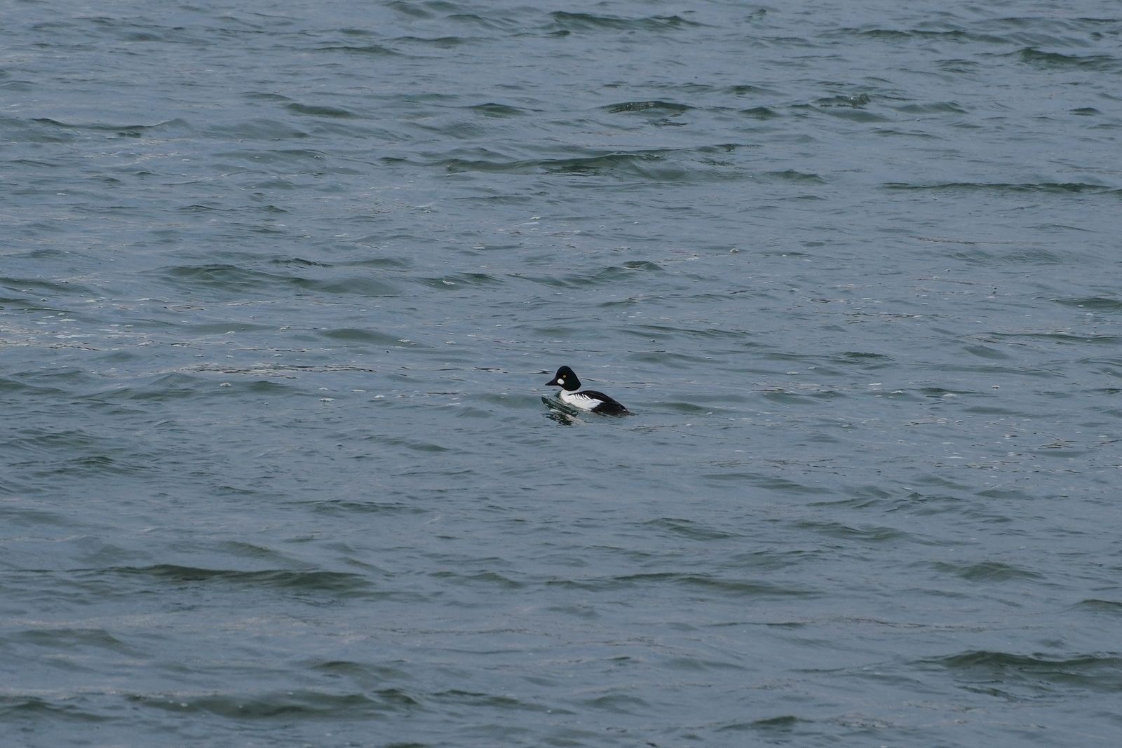 Common goldeneye (Bucephala clangula) floating on rippled gray-blue water, Nisqually and Point Defiance