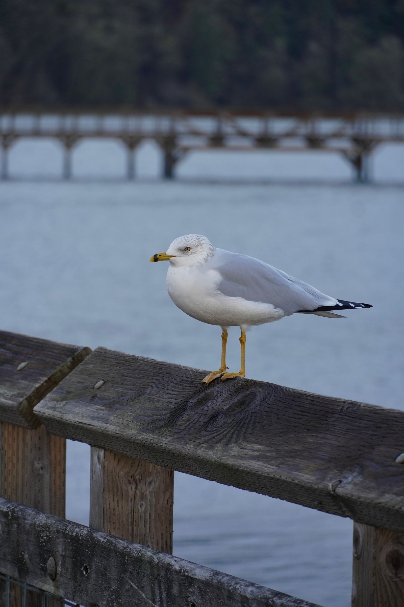 Ring-billed gull (Larus delawarensis) standing on a wooden railing above water, Nisqually and Point Defiance