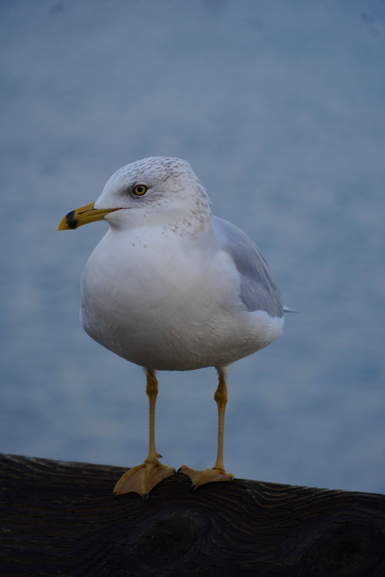 Ring-billed gull (Larus delawarensis) standing on a wooden railing above water, Nisqually and Point Defiance