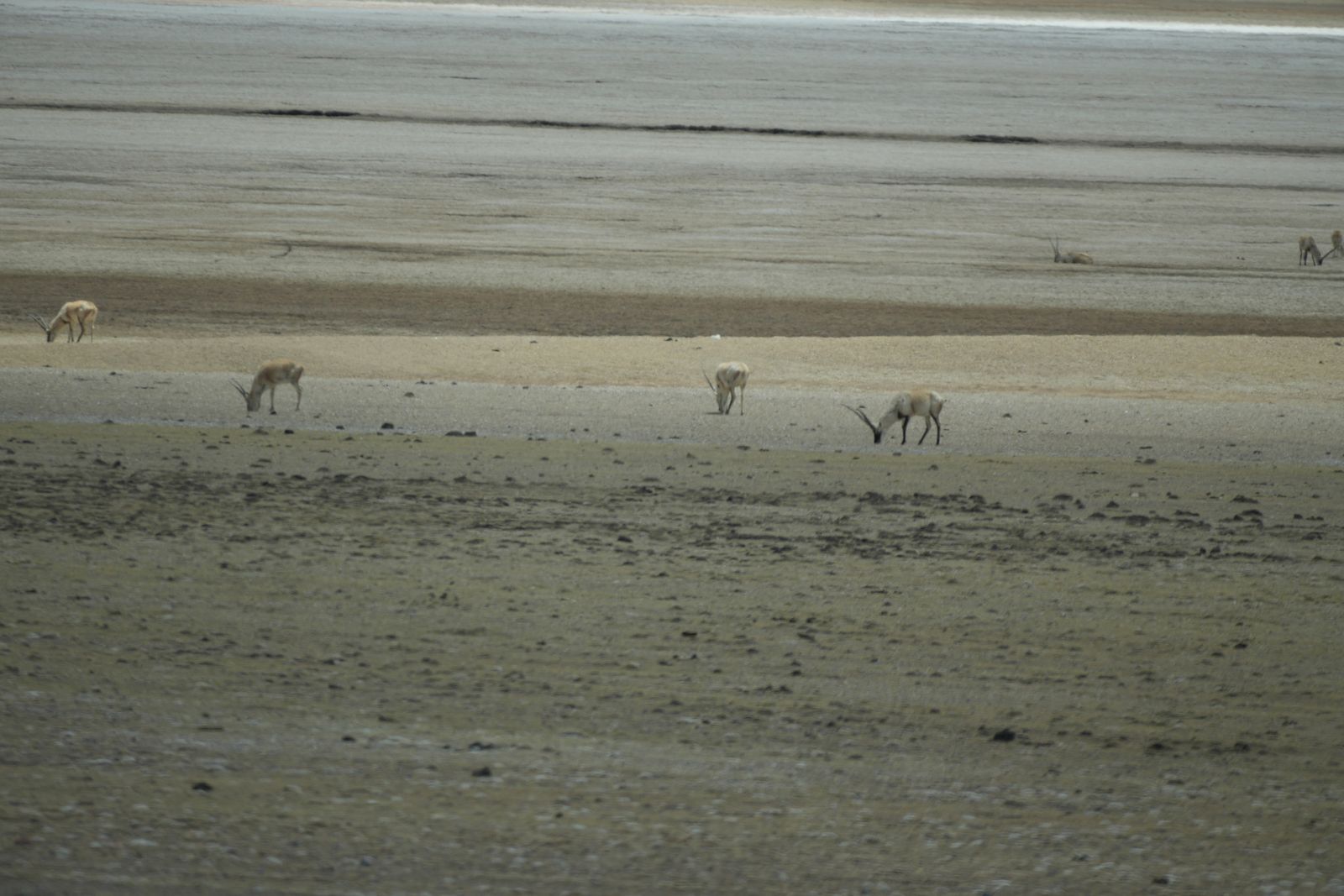 Seven tan mammals on a sparsely vegetated plain, Tibetan plateau