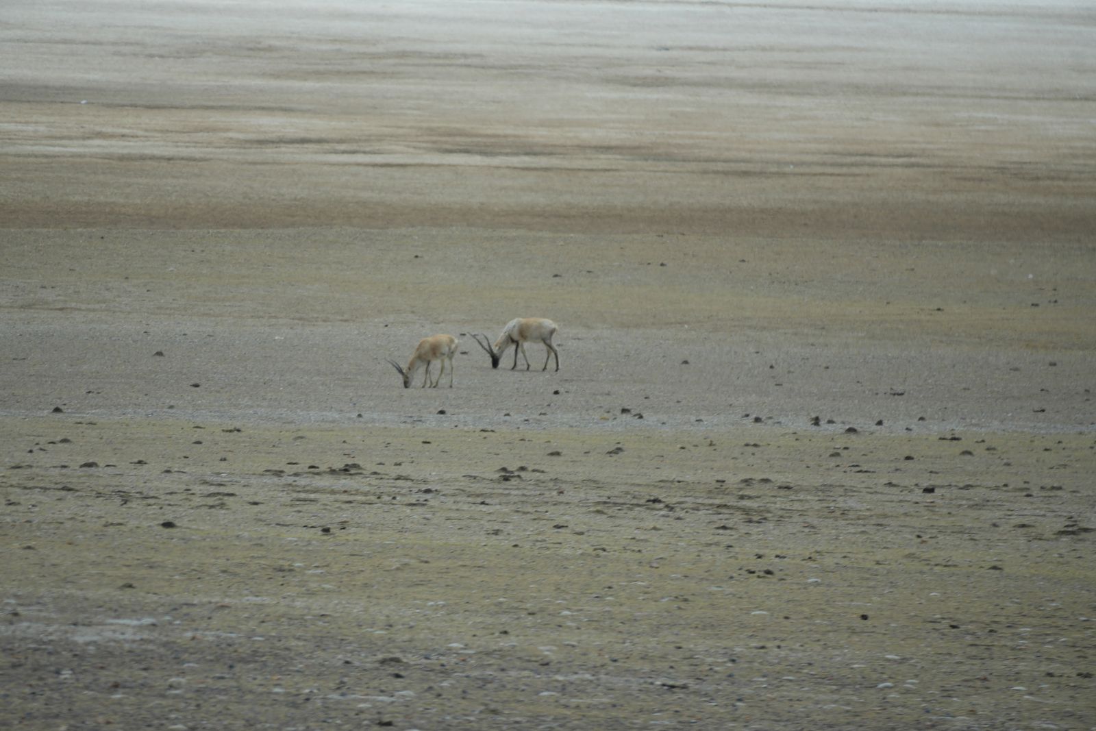 Two horned mammals on a stony plain, Tibetan plateau