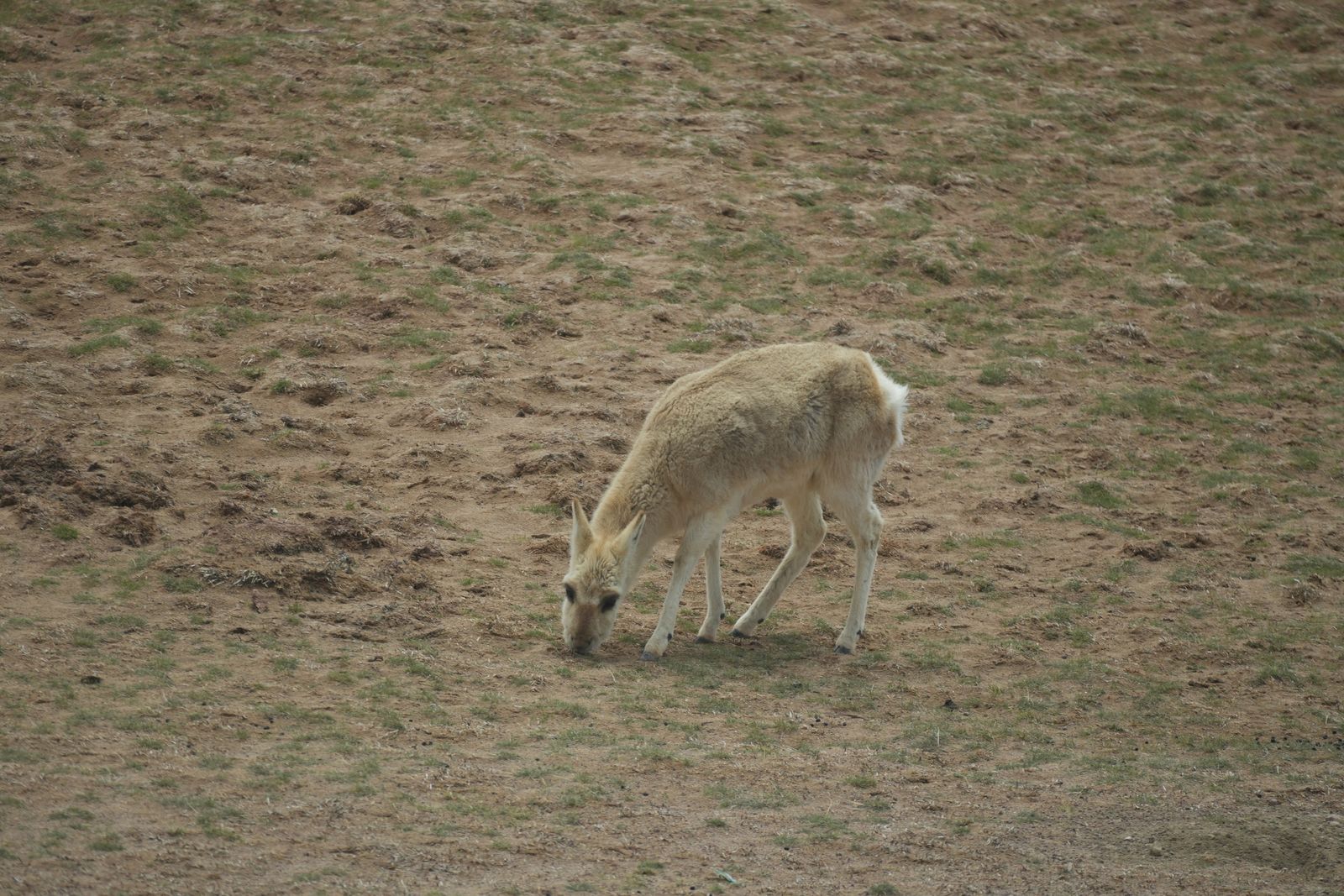 Tibetan gazelle (Procapra picticaudata) grazing on sparsely grassy ground, Tibetan plateau