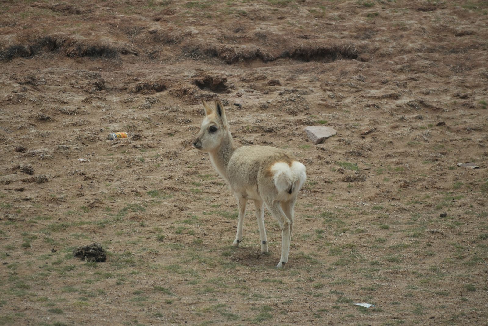 Tibetan gazelle (Procapra picticaudata) standing on patchy grass, Tibetan plateau