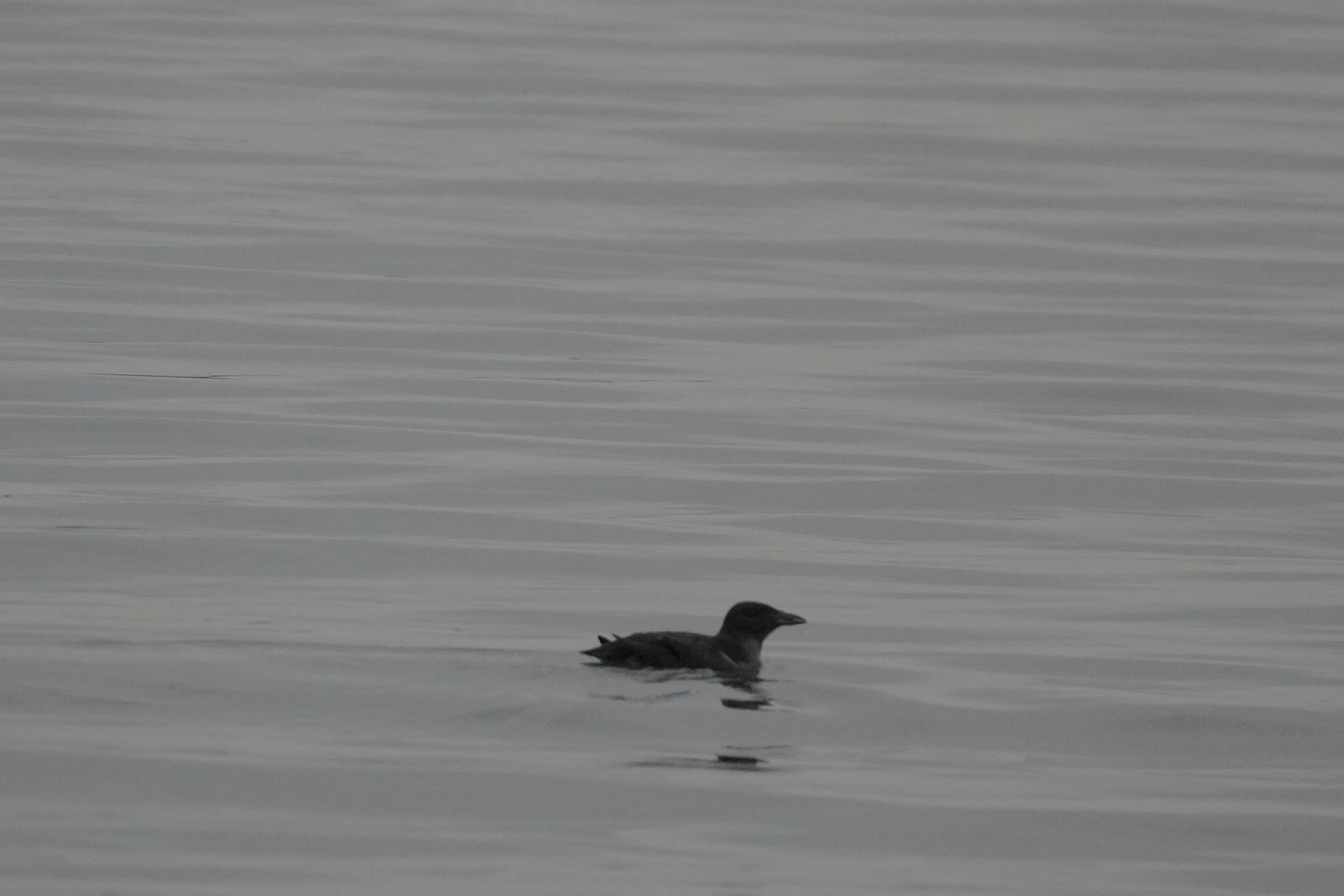 Rhinoceros auklet (Cerorhinca monocerata) floating on gently rippled gray water, Nisqually and Point Defiance