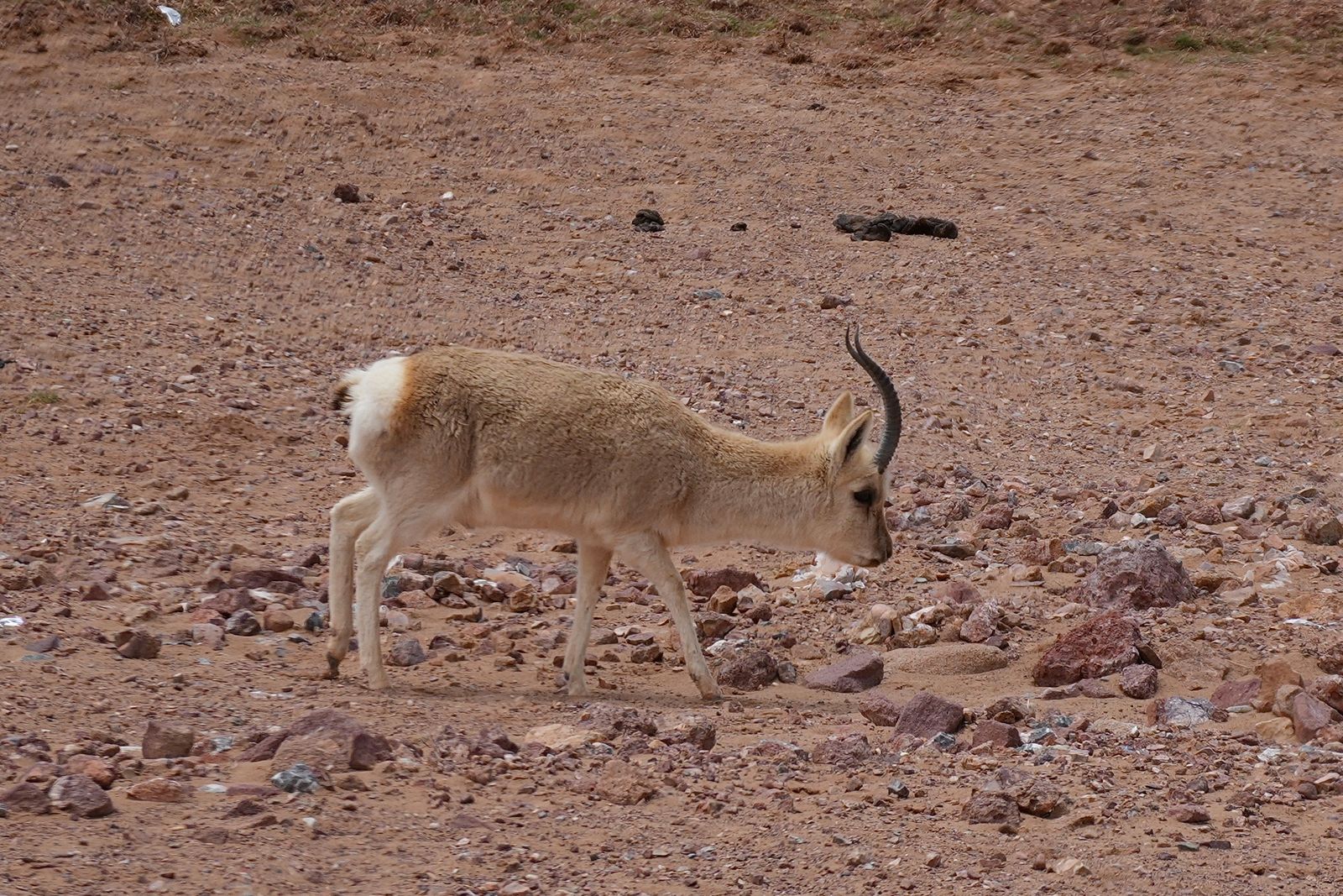 Tibetan gazelle (Procapra picticaudata) walking across bare ground scattered with rocks, Tibetan plateau