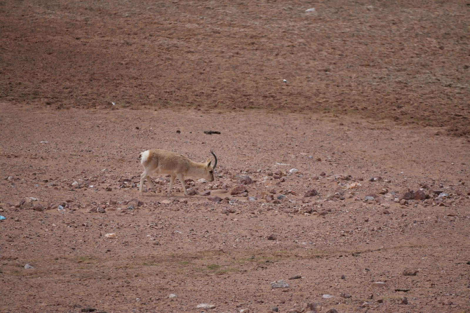 Tibetan gazelle (Procapra picticaudata) standing on rocky ground with sparse grass, Tibetan plateau