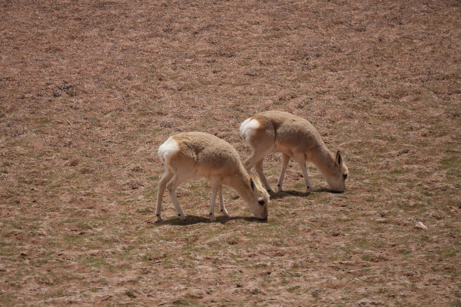 Two Tibetan gazelles (Procapra picticaudata) grazing on sparse grass, Tibetan plateau