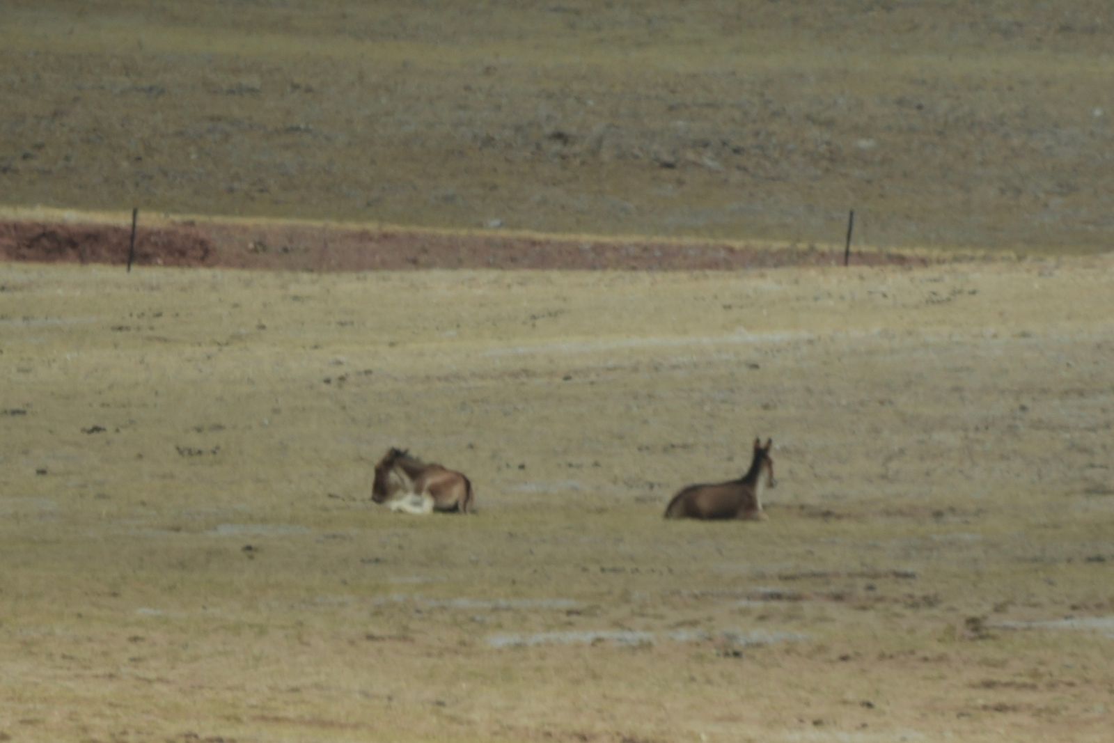 Two kiangs (Equus kiang) lying on sparse grass below a low bank, Tibetan plateau