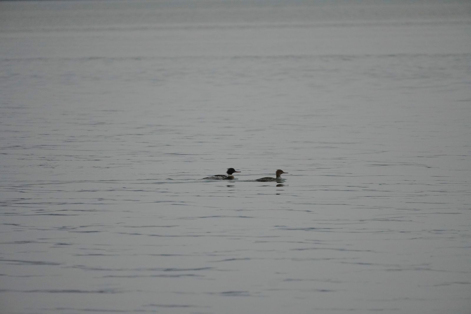 Two ducks swimming side by side on gray water, Nisqually and Point Defiance
