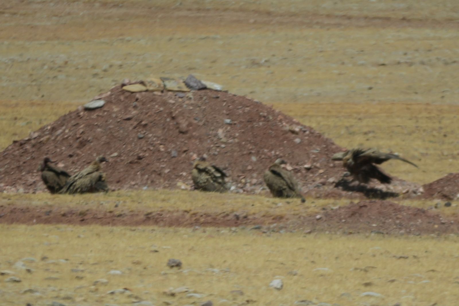 Five Himalayan griffons (Gyps himalayensis) on rocky grass beside a dirt mound, Tibetan plateau