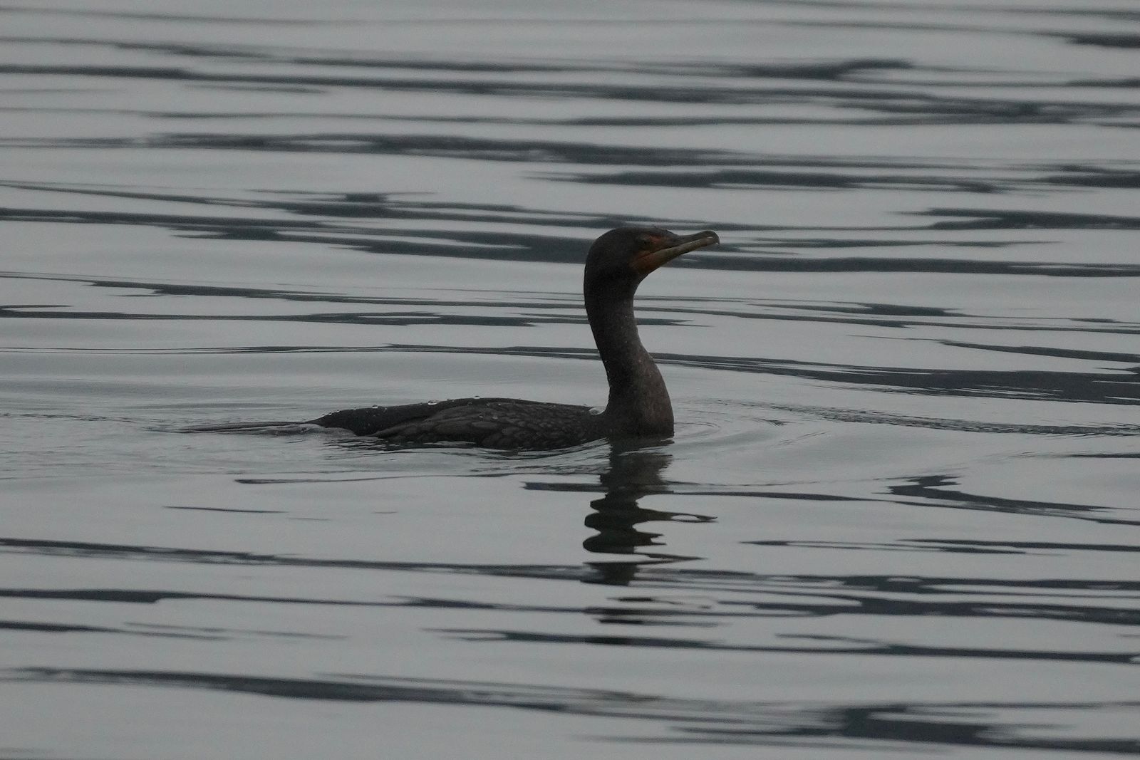 Double-crested cormorant (Nannopterum auritum) swimming on rippled water with its reflection, Nisqually and Point Defiance