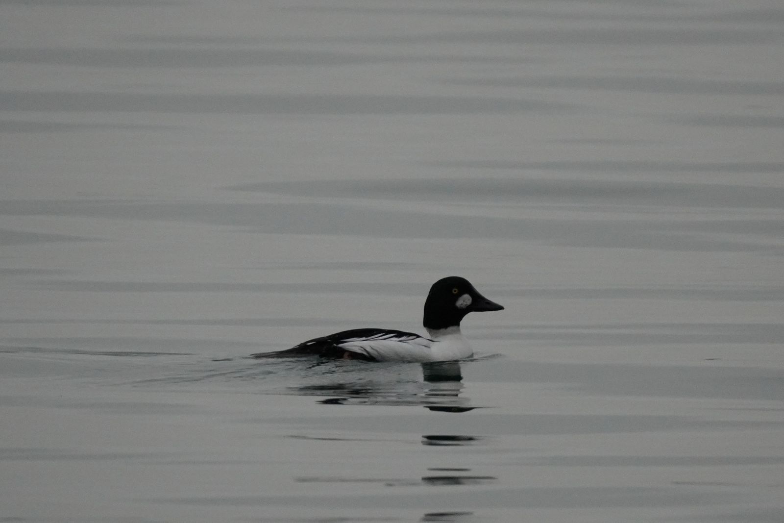 A black-and-white duck swimming on gray water, Nisqually and Point Defiance