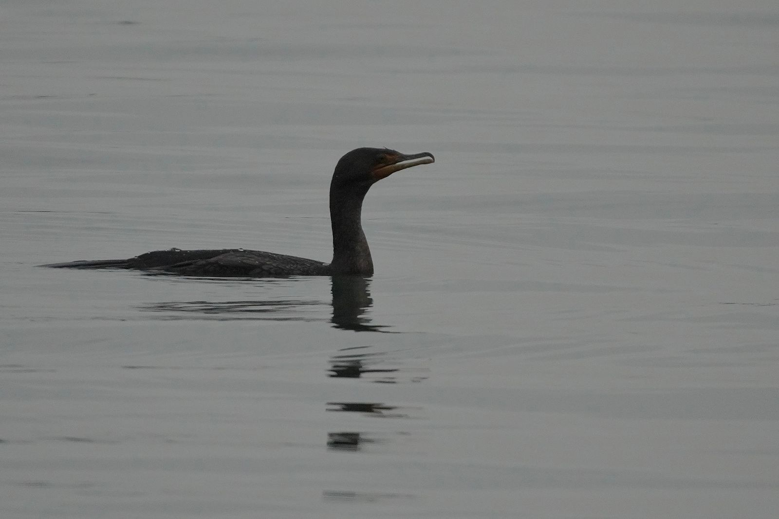 Double-crested cormorant (Nannopterum auritum) floating on gray water with a broken reflection, Nisqually and Point Defiance