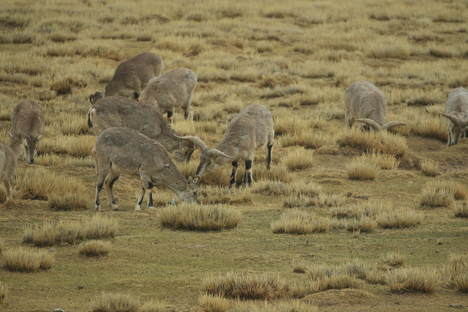 Nine bharals (Pseudois nayaur) grazing among clumps of dry grass, Tibetan plateau