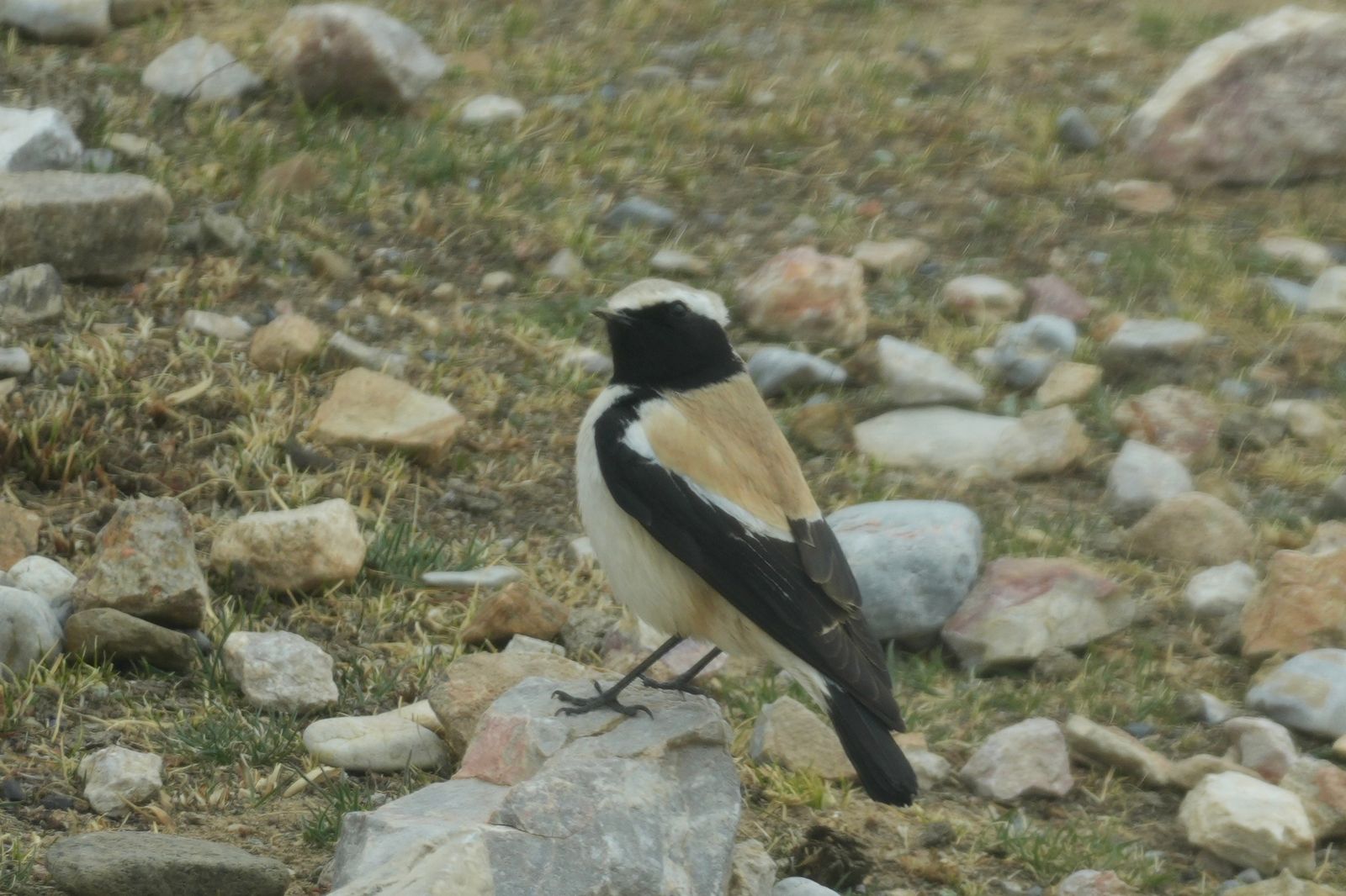 Desert wheatear (Oenanthe deserti) perched on a rock among sparse grass, Tibetan plateau