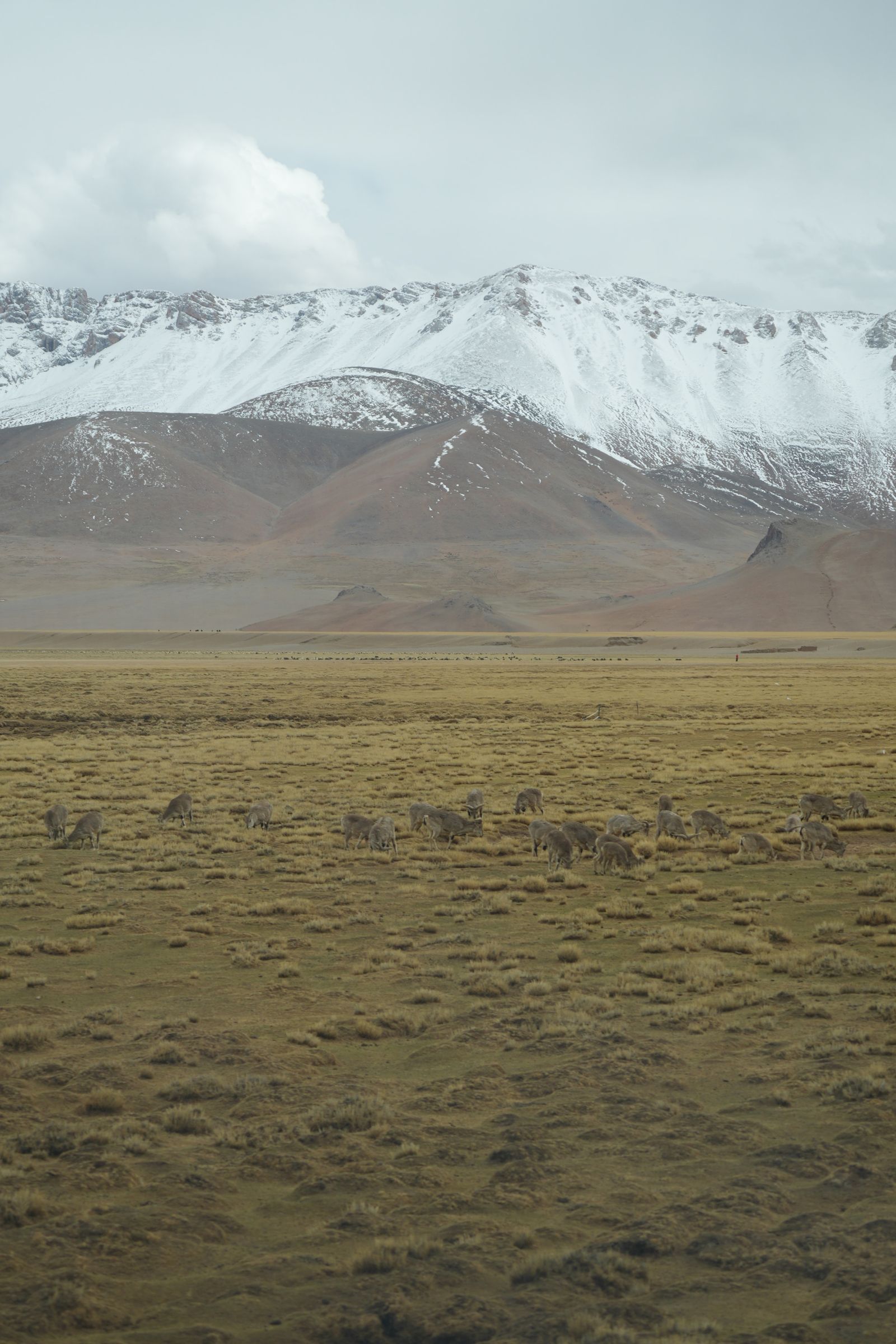 Bharals (Pseudois nayaur) grazing on grassland below snow-covered mountains, Tibetan plateau