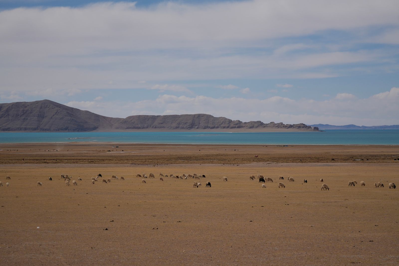 Turquoise lake beyond a dry plain with scattered mammals, Tibetan plateau