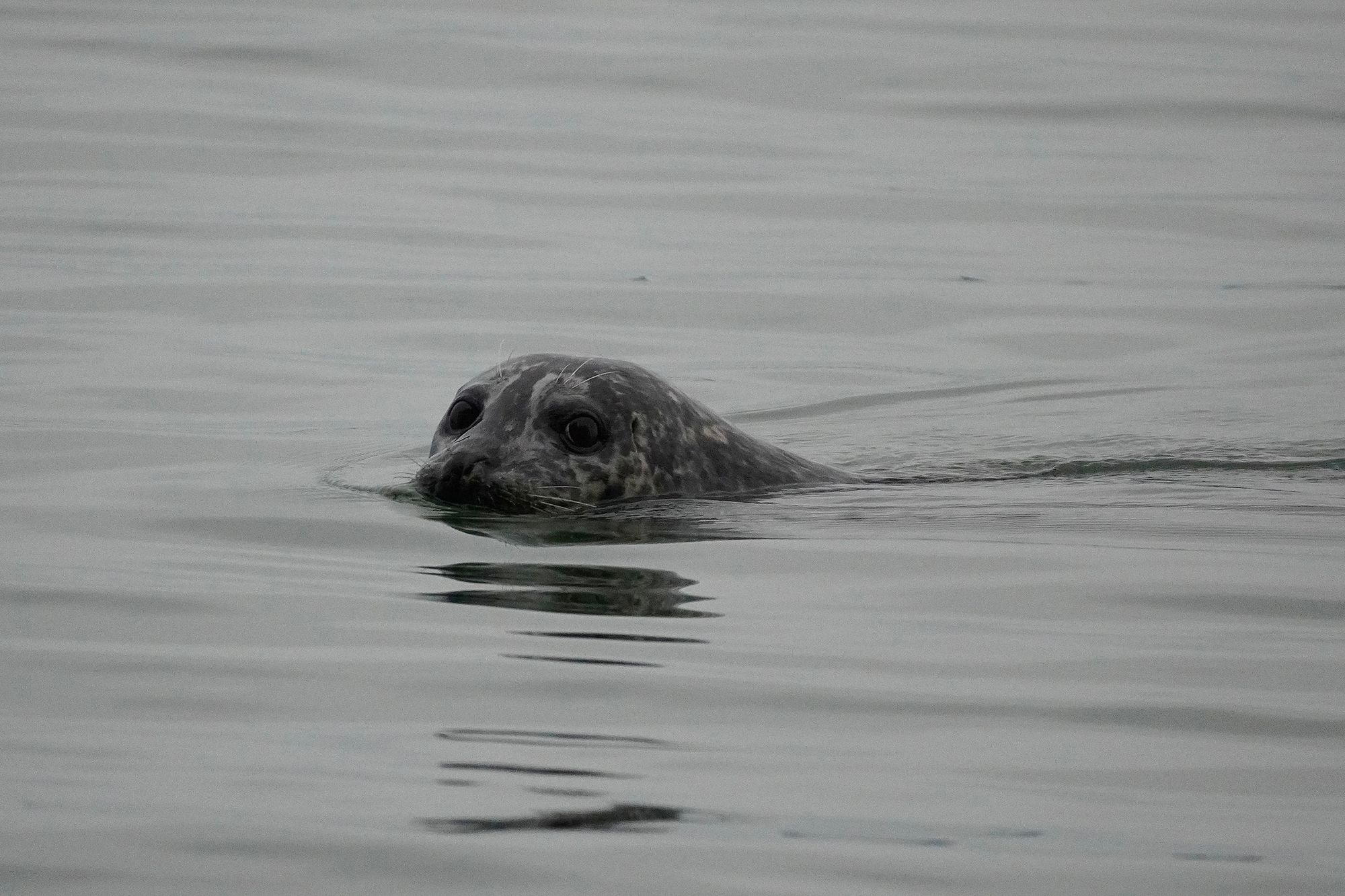 A seal swimming with its reflection in the water, Nisqually and Point Defiance