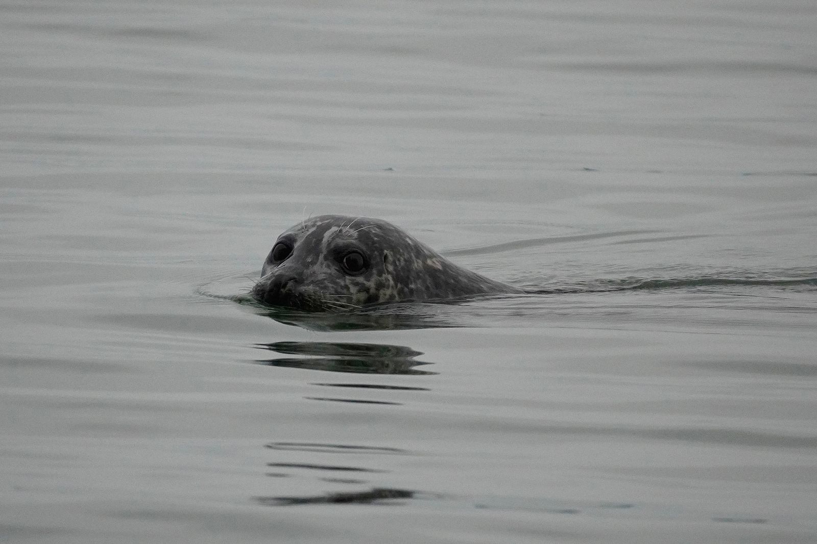 A seal swimming with its reflection in the water, Nisqually and Point Defiance