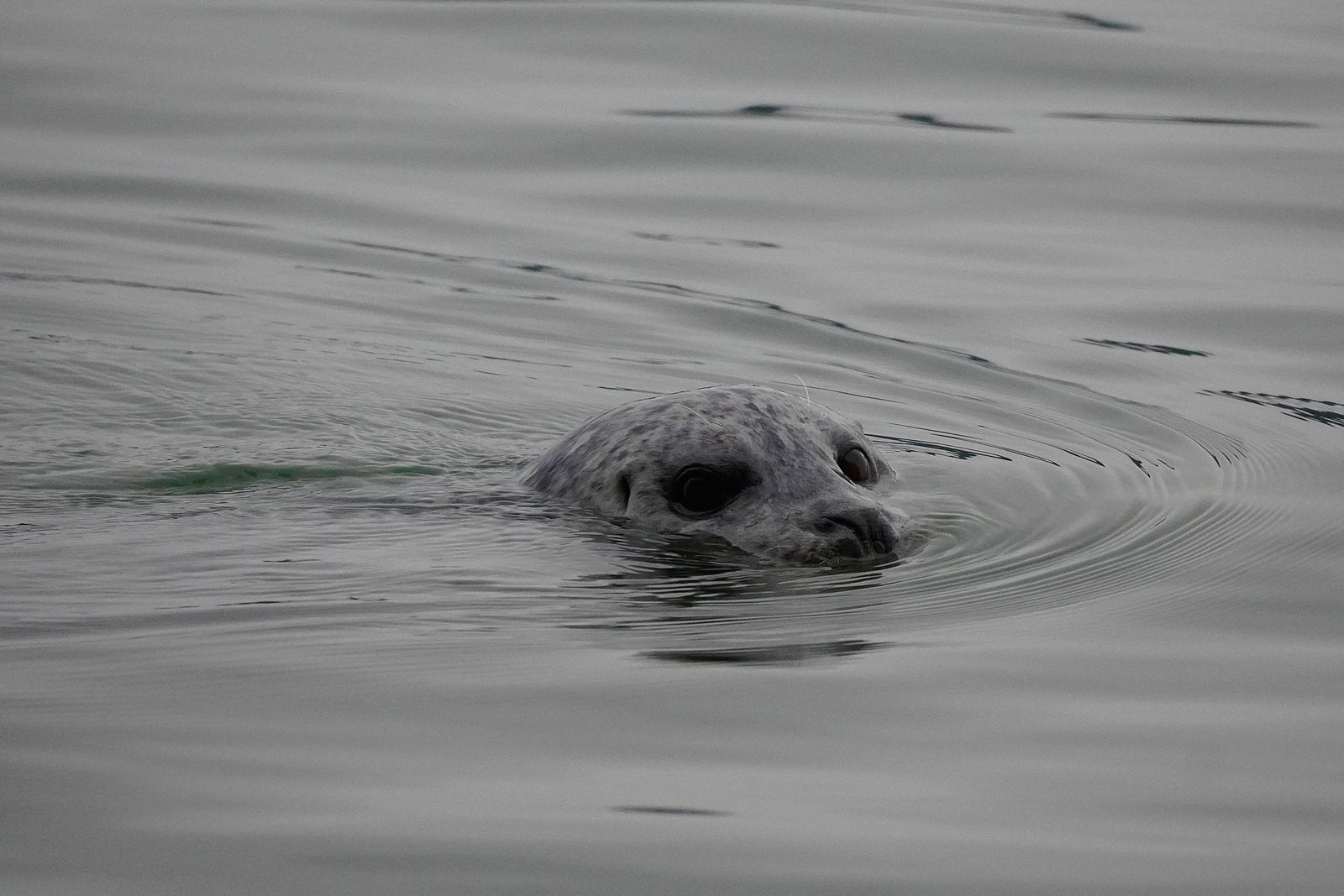 A spotted seal swimming amid curved ripples, Nisqually and Point Defiance