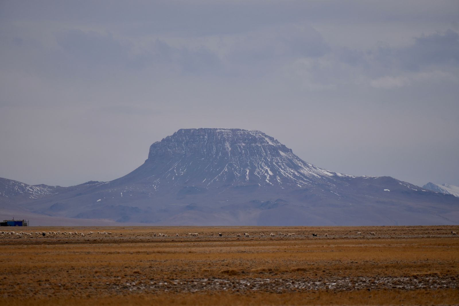 Snow-streaked mountain above brown grassland dotted with animals, Tibetan plateau