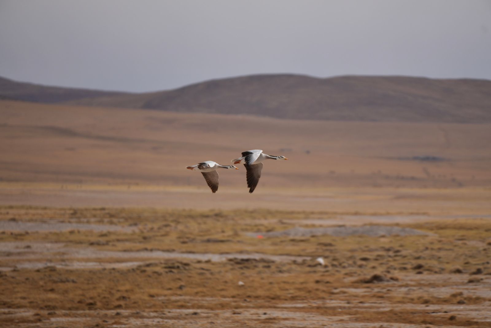 Two geese flying over brown grassland below low hills, Tibetan plateau